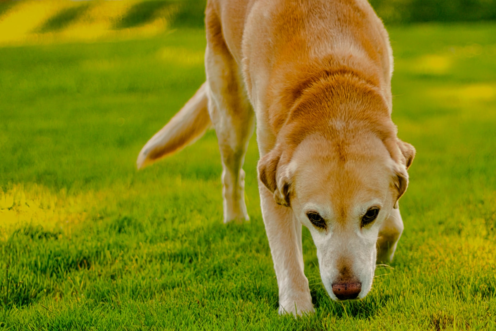 Golden Lab sniffing sun-dappled lawn — on-location dog portrait, Macomb County Michigan