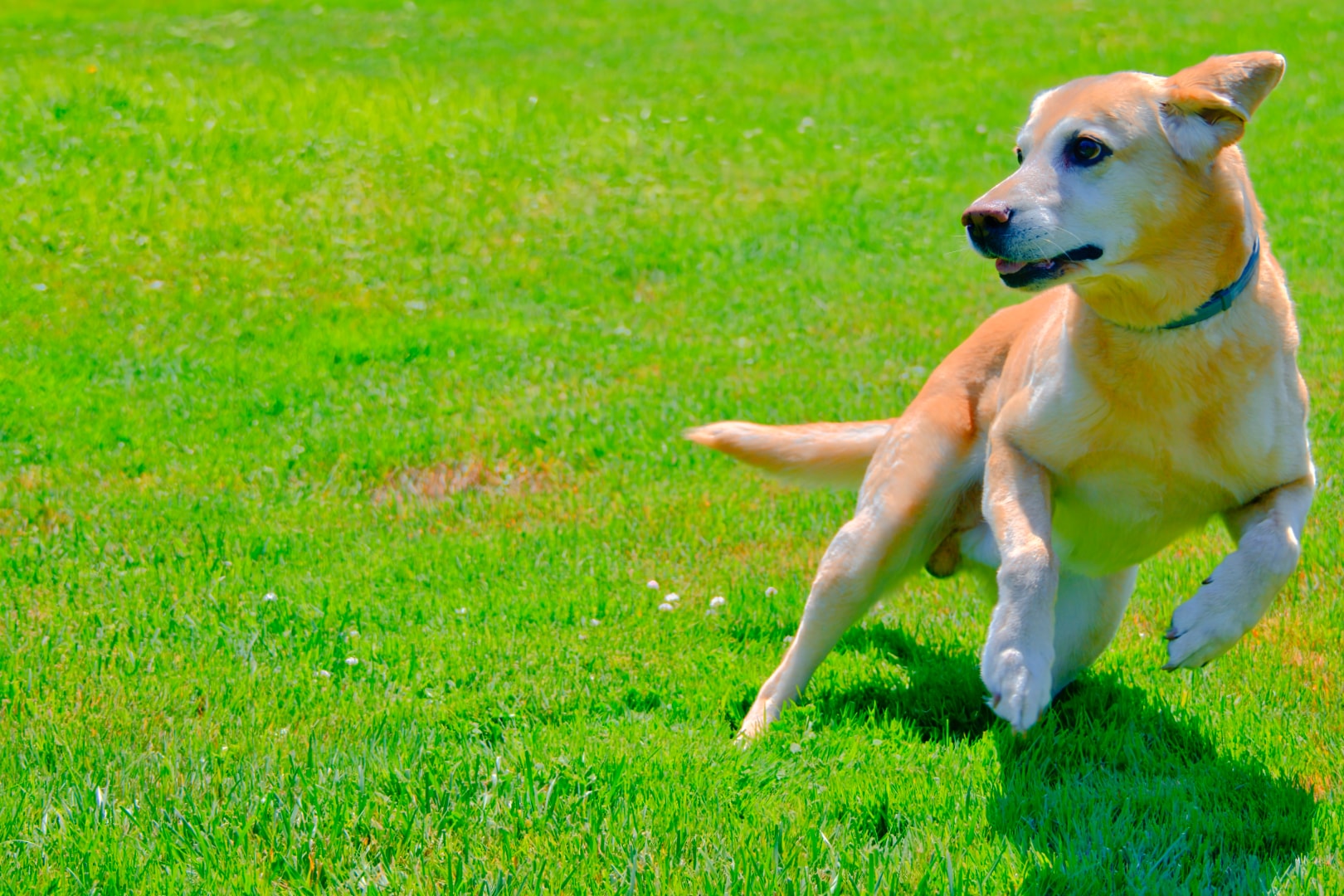 Golden Lab standing full-body on sunny lawn — professional pet photography, Macomb County Michigan