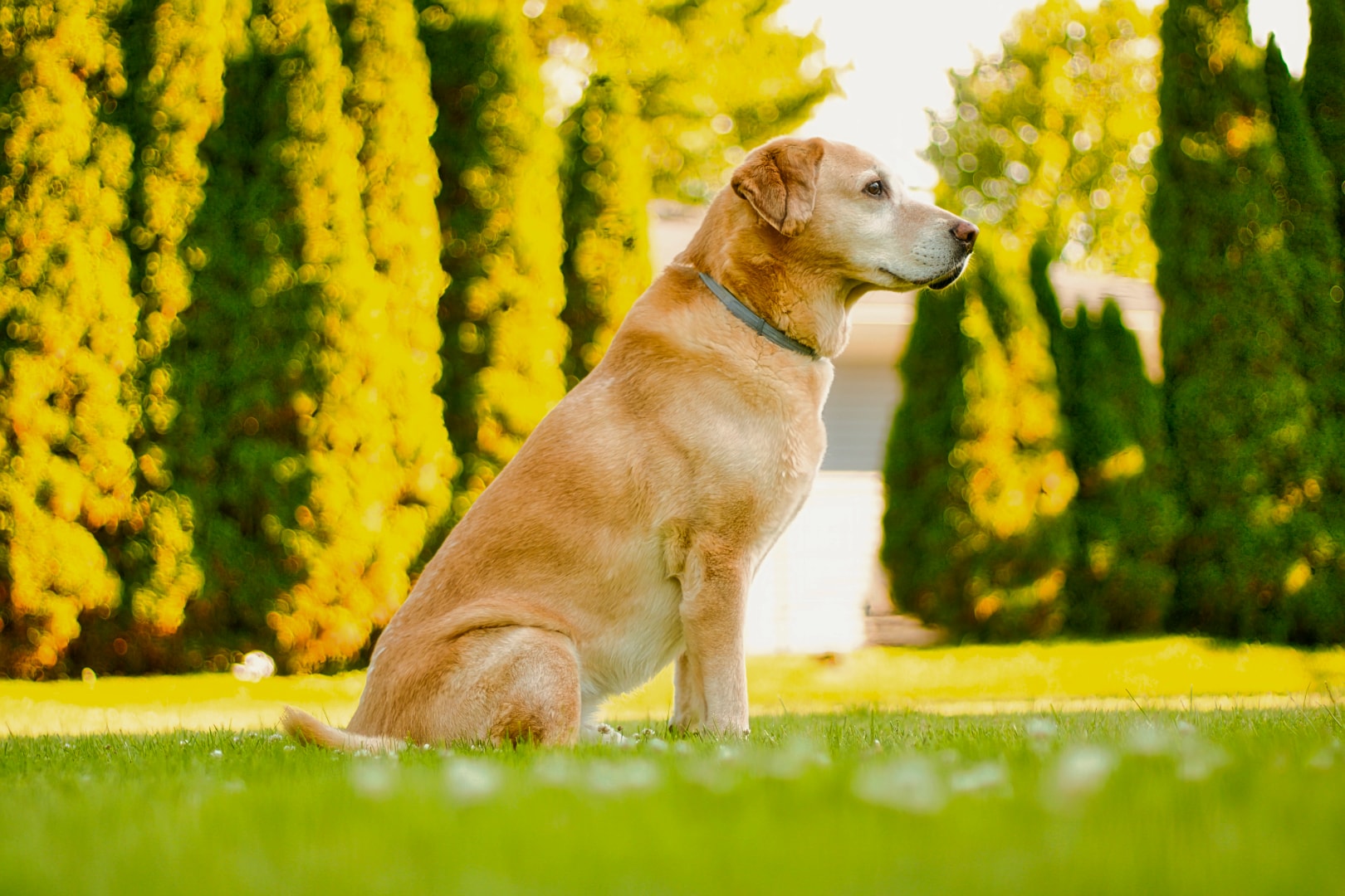 Golden Labrador sitting beside golden arborvitae — professional dog portrait Macomb County Michigan by Atelier Lens LLC