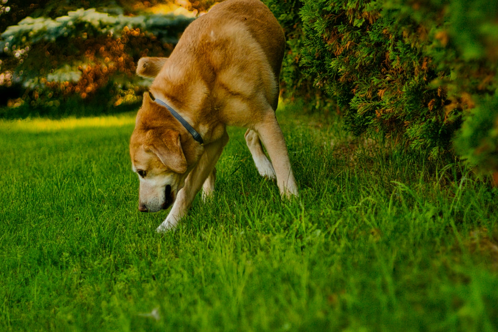 Shiba Inu sniffing garden at golden hour — on-location companion pet photography Southeast Michigan by Atelier Lens LLC