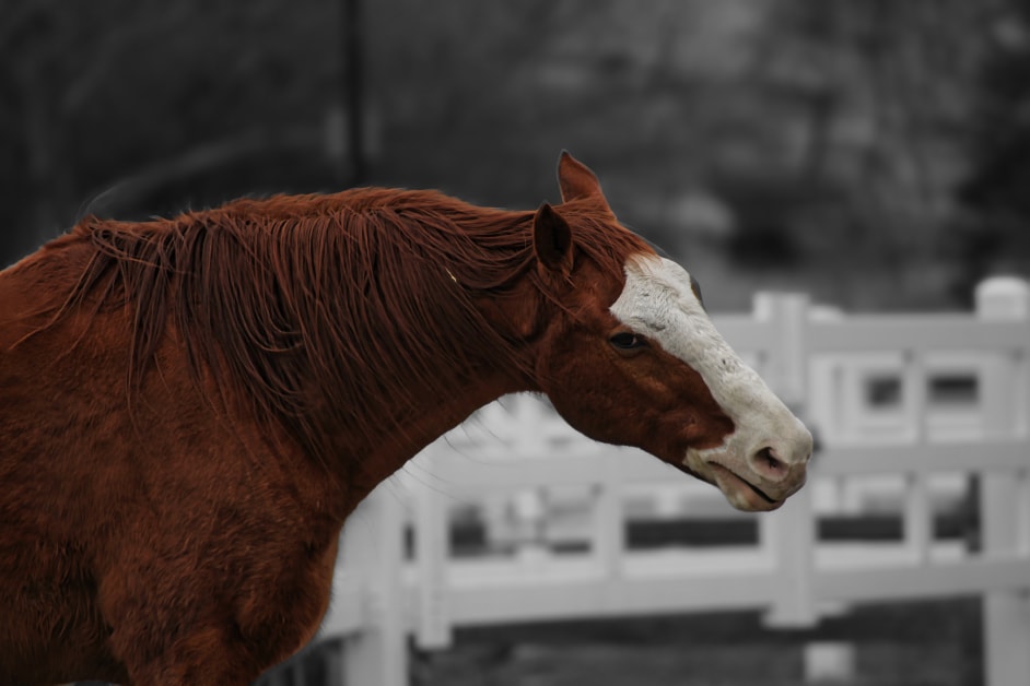 Horse portrait with selective color bokeh — fine art equine companion photography Southeast Michigan by Atelier Lens LLC